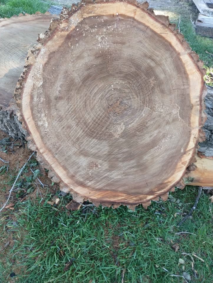 Siberian elm slabs - Image 4