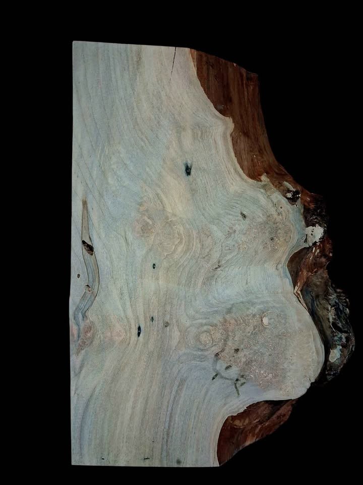 XL Wicked Wormy AMBROSIA Maple Burl Wood Blank, Turning Wood, EPOXY/STABILIZING Wood, maple burl - Image 5