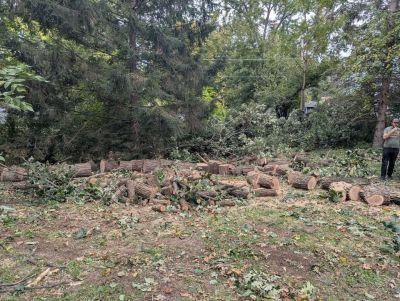 FRESH CUT OAK WOOD
