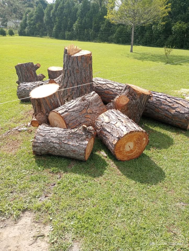 Fresh Cut Pine Wood - Image 2