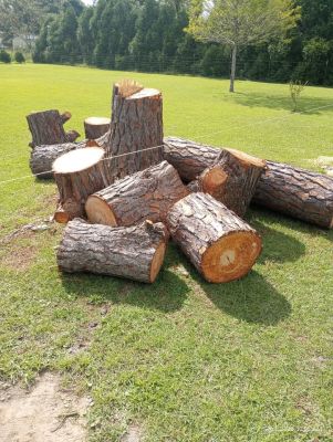Fresh Cut Pine Wood