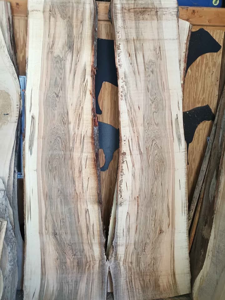 Live edge ambrosia Maple slabs - Image 2