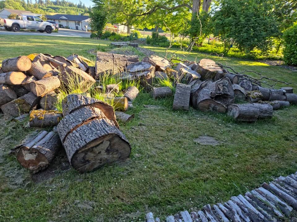 Huge Pile of Maple Rounds (Up to 48”) – TAKE ALL ONLY (Sale or Trade for Lawn Care) - Image 5