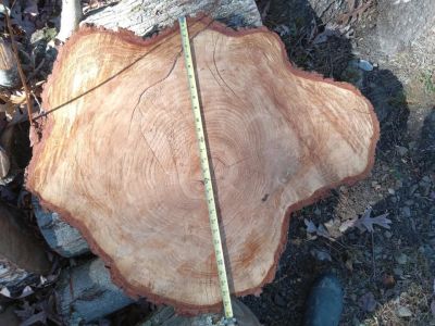 Maple Wood Tree Trunk Logs & a Hemlock Slab