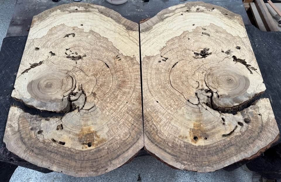 Large White Oak Burls Wood Burl Slabs Book matched and Rare - Image 2