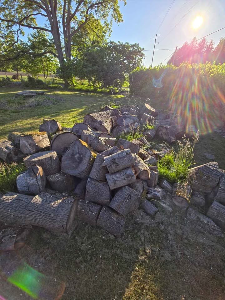 Huge Pile of Maple Rounds (Up to 48”) – TAKE ALL ONLY (Sale or Trade for Lawn Care) - Image 6