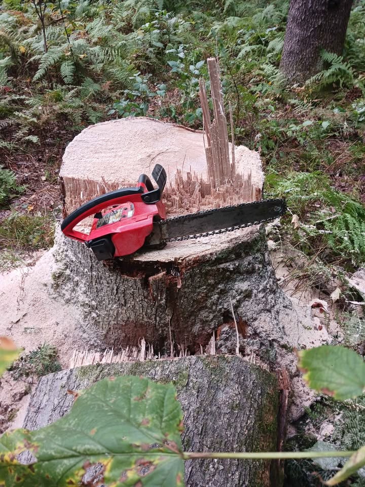Logs for lumber, live edge slabs, or firewood. Best offer? - Image 7