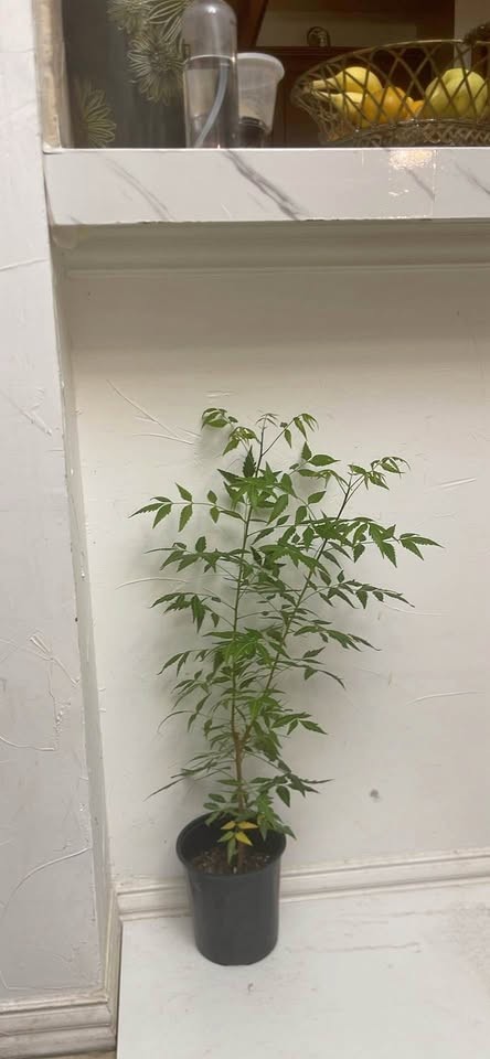 Neem - Image 1