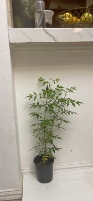 Neem