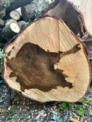 Spalted Maple slabs