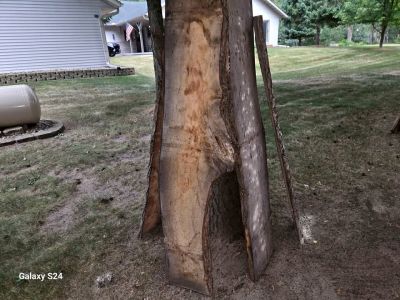 Ash Boards