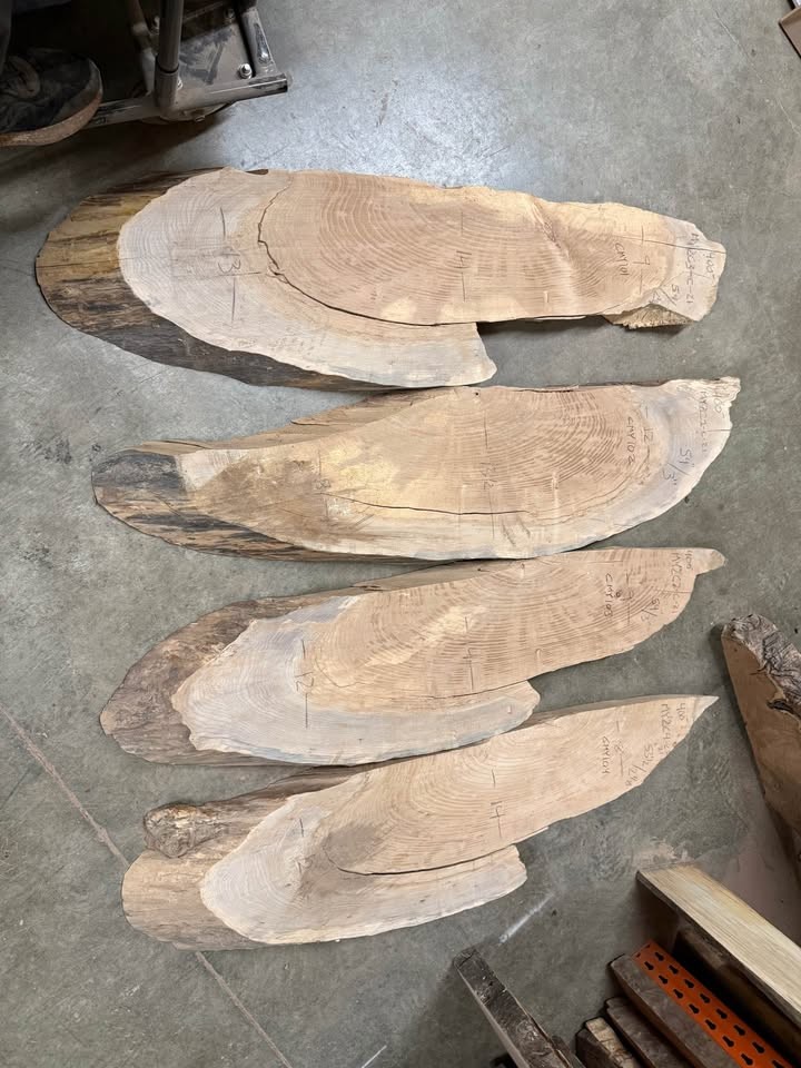 Hundreds of kiln dried & flattened wood slices - Image 5