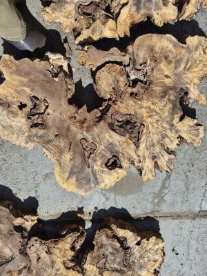 Buckeye Burl Slabs