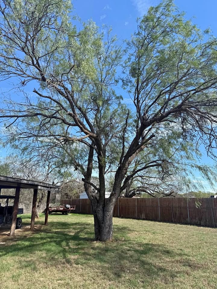 Free Mesquite Wood - Graford PK lake