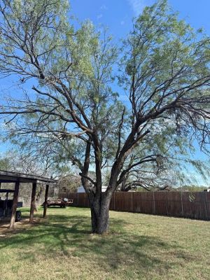 Free Mesquite Wood - Graford PK lake