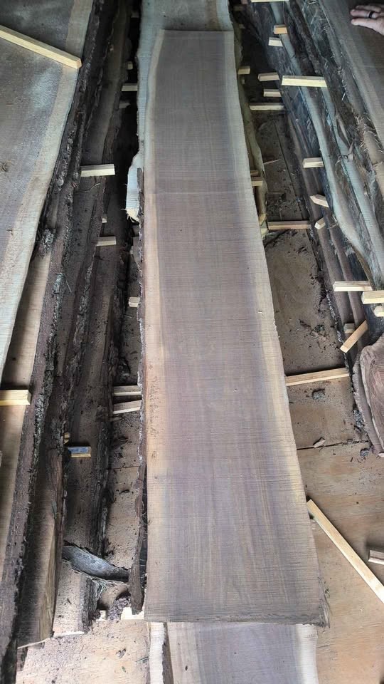 Freshly Milled Walnut slabs - Image 3