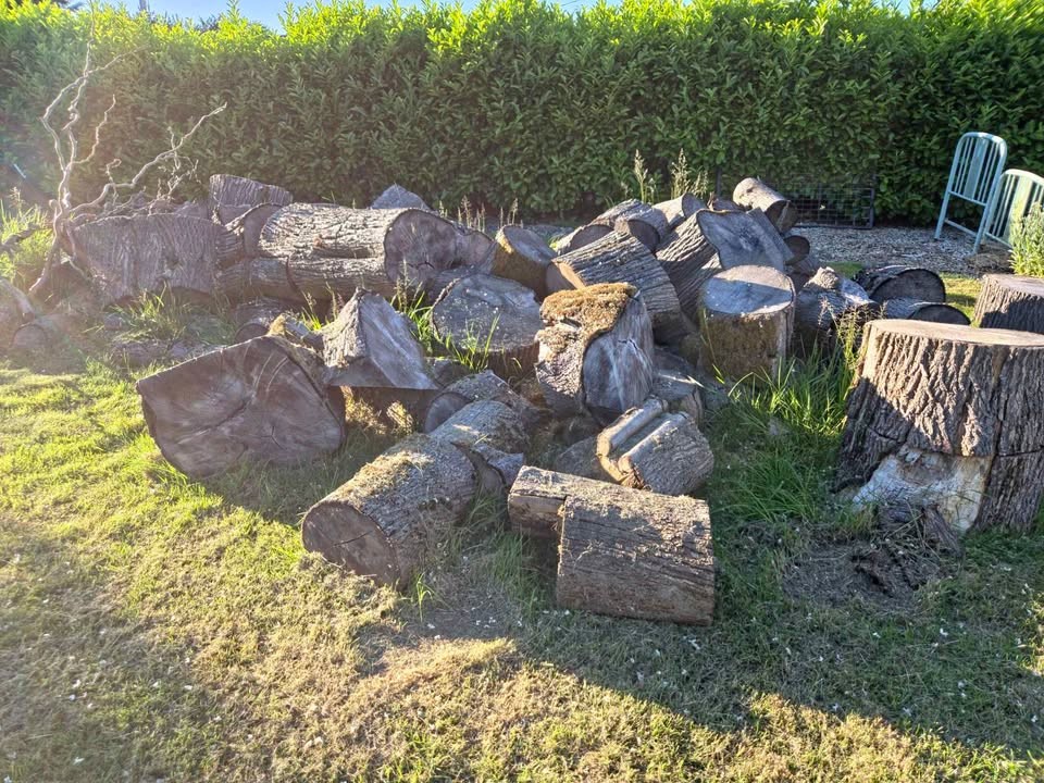 Huge Pile of Maple Rounds (Up to 48”) – TAKE ALL ONLY (Sale or Trade for Lawn Care) - Image 4