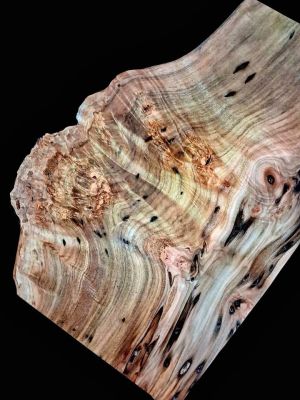 XL Wicked Wormy AMBROSIA Maple Burl Wood Blank, Turning Wood, EPOXY/STABILIZING Wood, maple burl