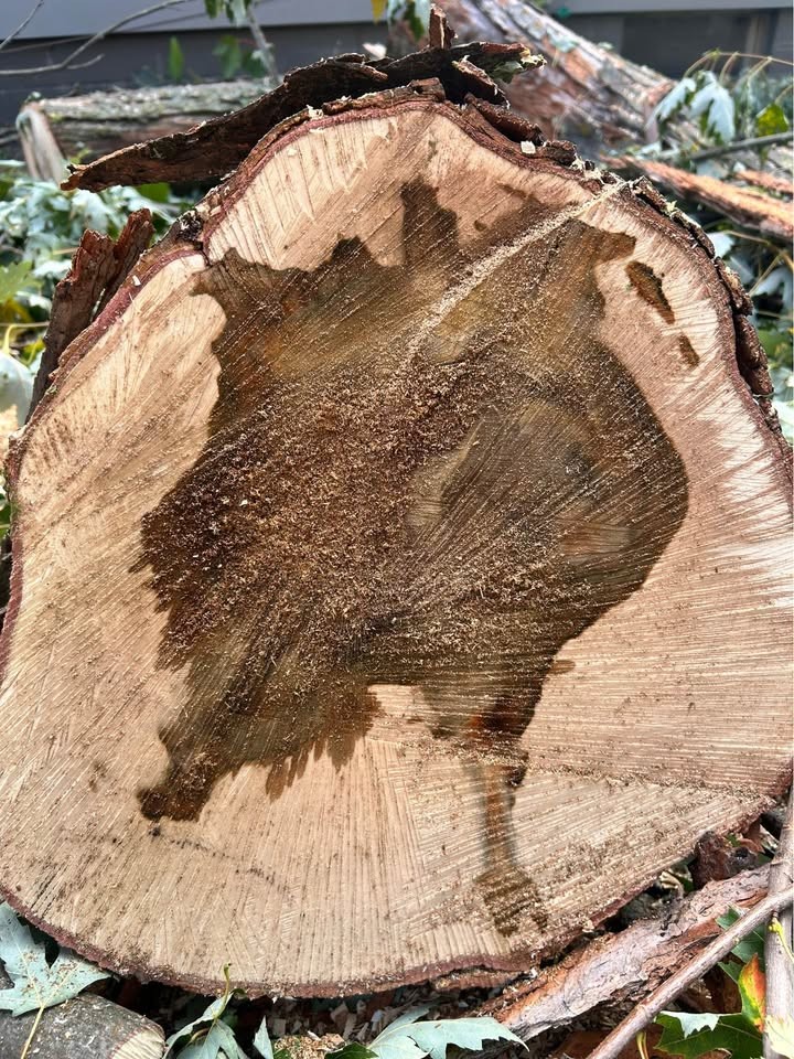 Spalted Maple slabs - Image 9