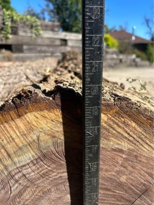 Walnut logs