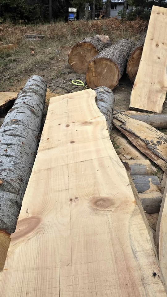 White pine slabs 3 inch - Image 1