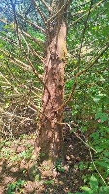 Cedar and oak lumber ranging in size