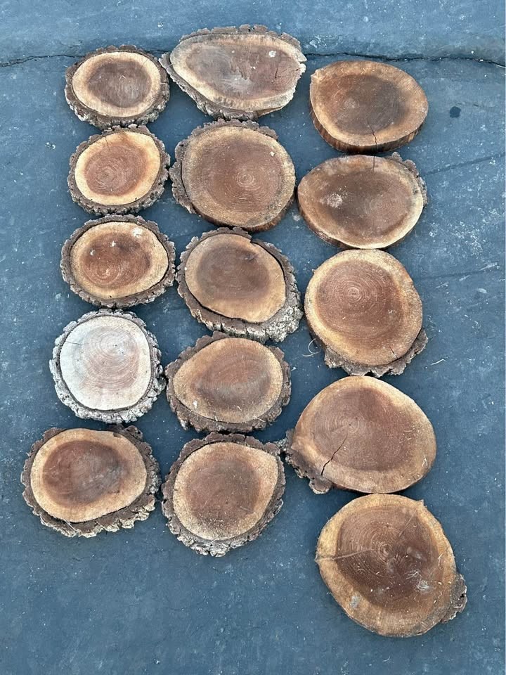 Live Edge Walnut Wood Cookie Rounds $2 each - Image 2