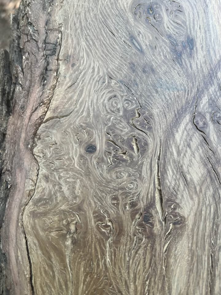 Oak slab with punk wood gutted - Image 2