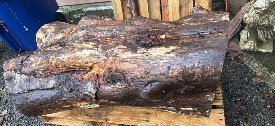 Alder crotch wood spalted figured  huge  beautiful piece !￼ - Image 8