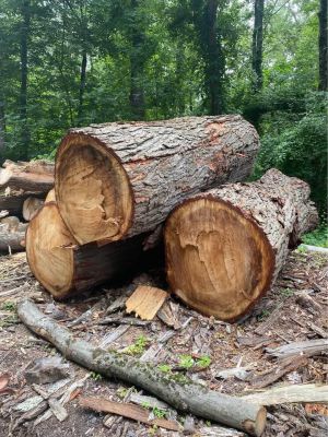 Log For Slabs